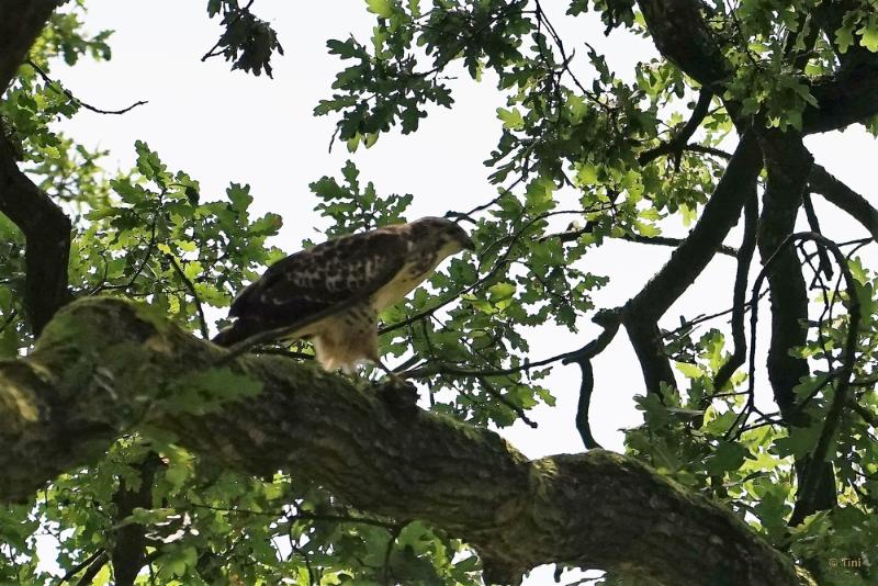 bdBuizerd 2.JPG - In en om Arnhem 